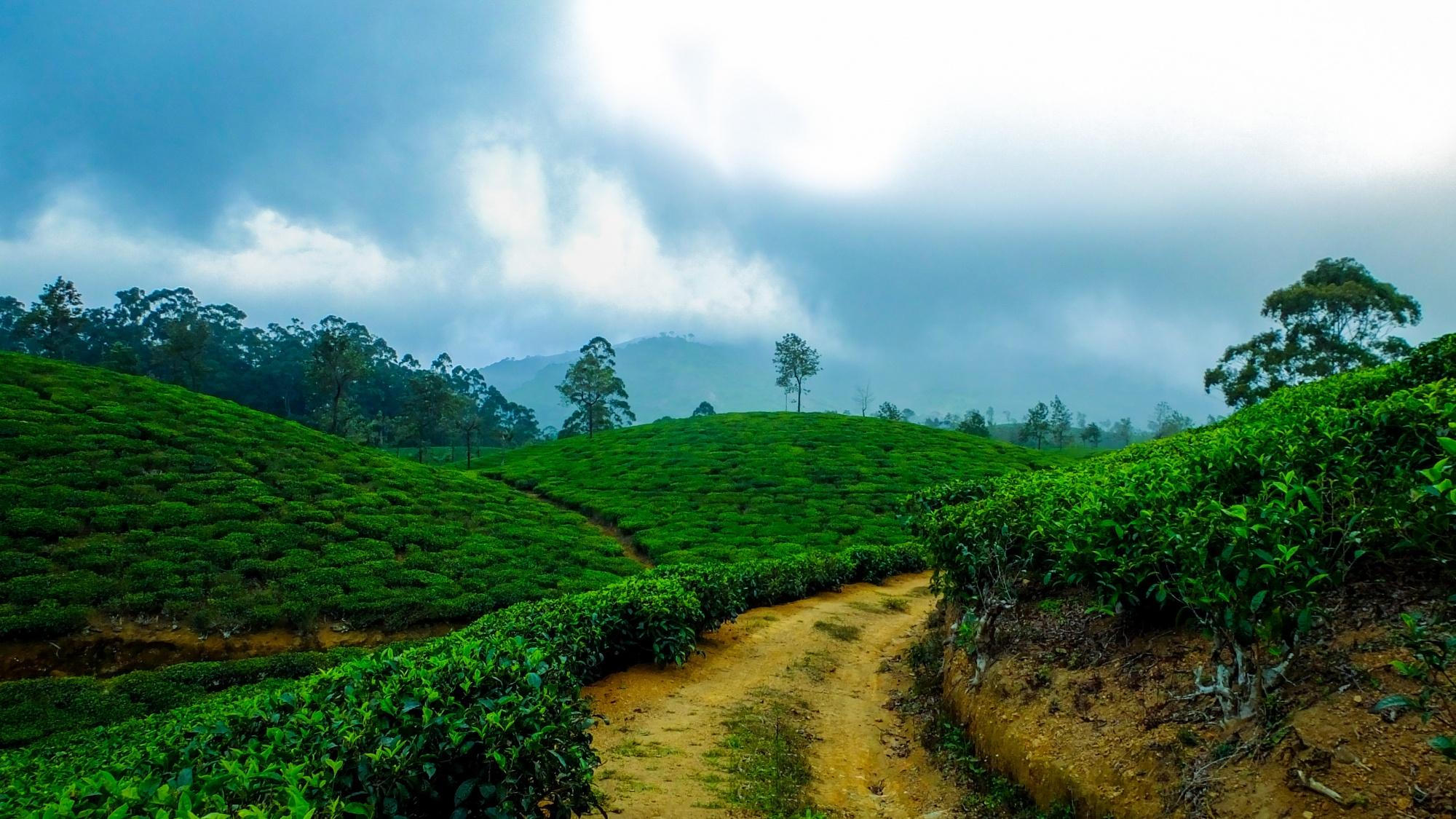 Cochin – Munnar – Marayoor Tour