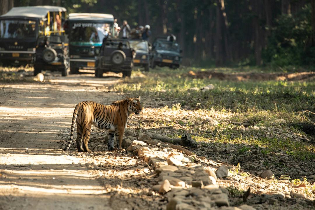 Jungle Safari